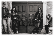 ANIMAL DRIVE